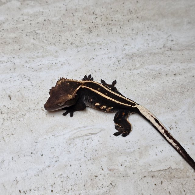 100%헷아잔틱 엠티백