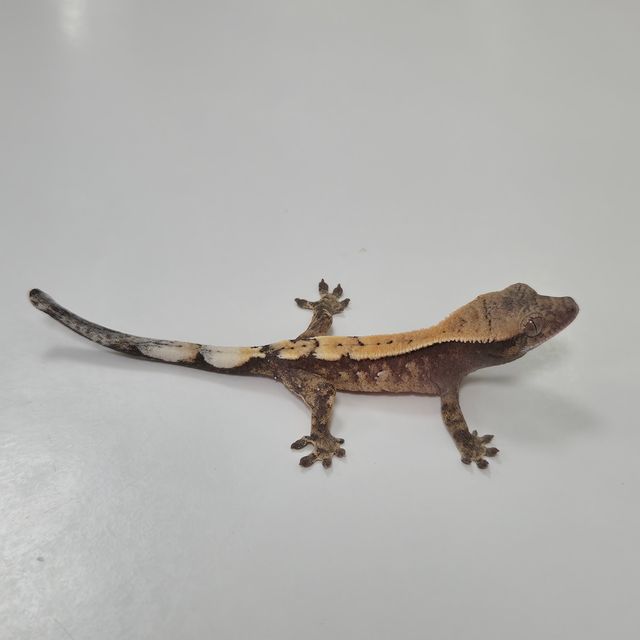 세이블