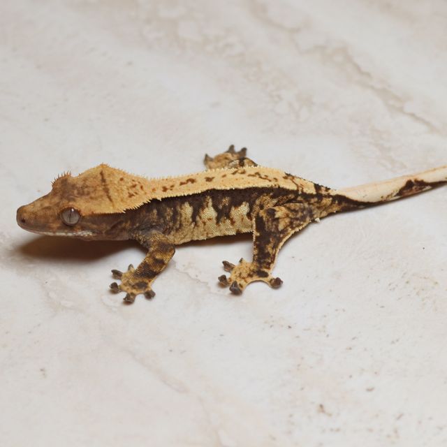 트라이