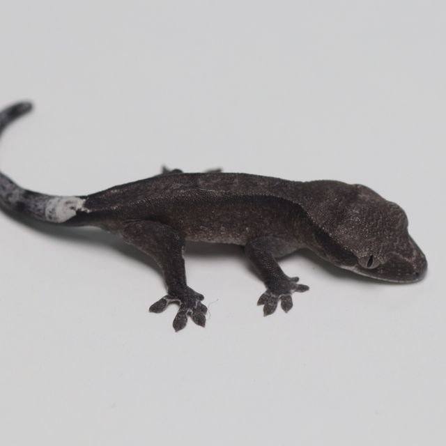 아잔틱