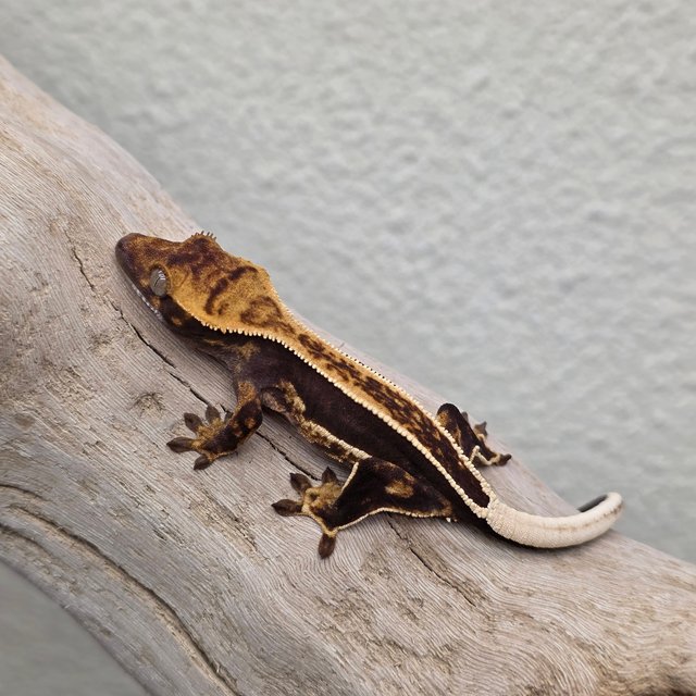 Empty Back 100% Het Axanthic