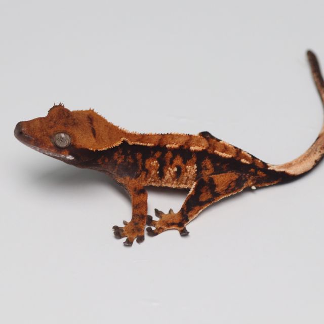 Tri