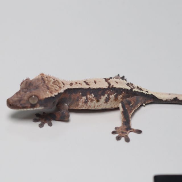 세이블