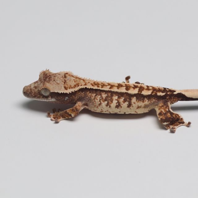트라이