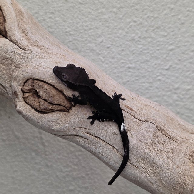Charcoal Phantom Axanthic