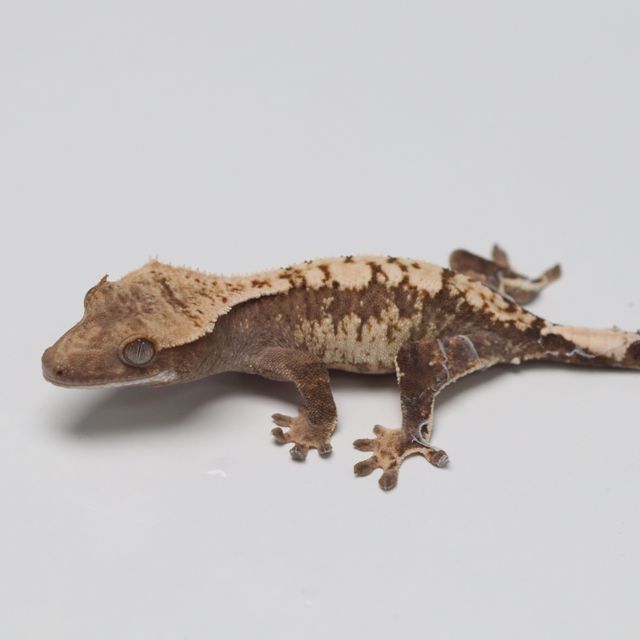 트라이
