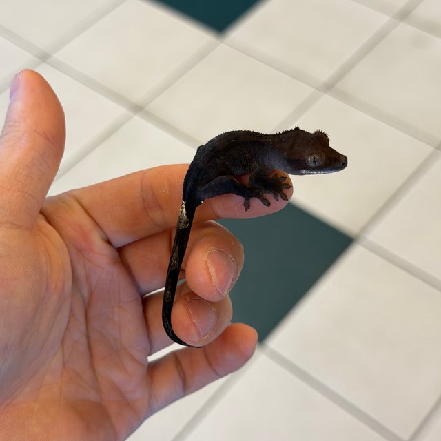 100%헷아잔틱 챠콜 팬텀 카푸치노