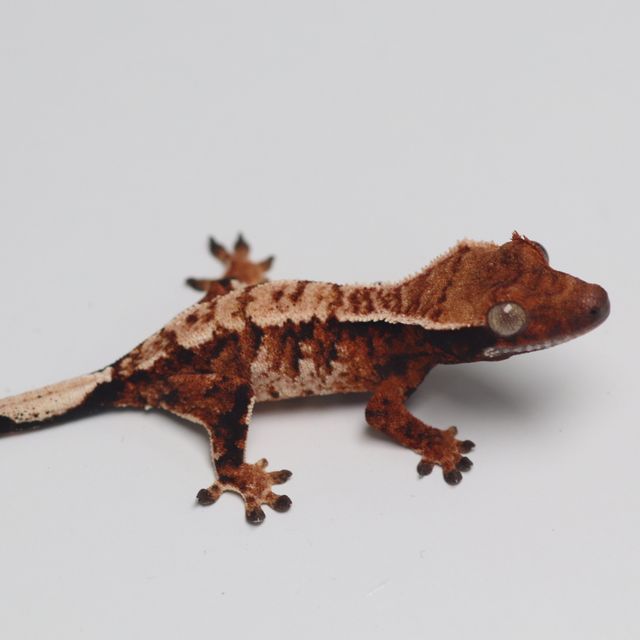 트라이