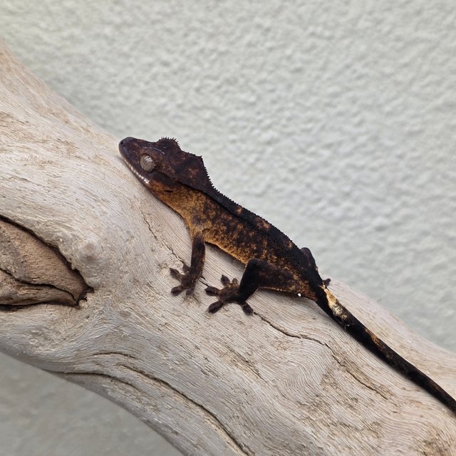100% Het Axanthic Charcoal