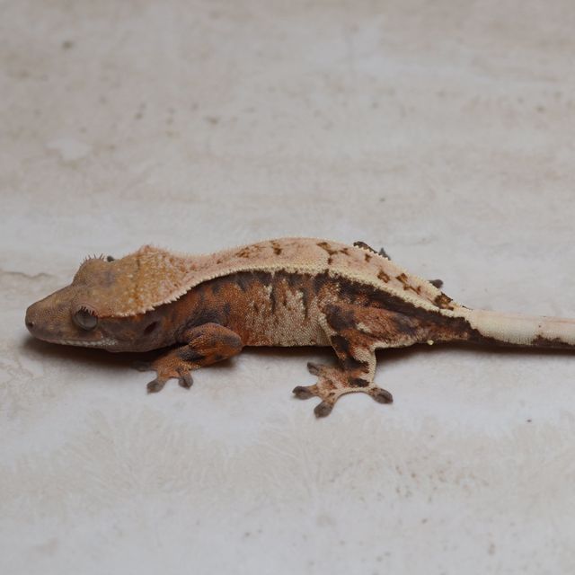 세이블