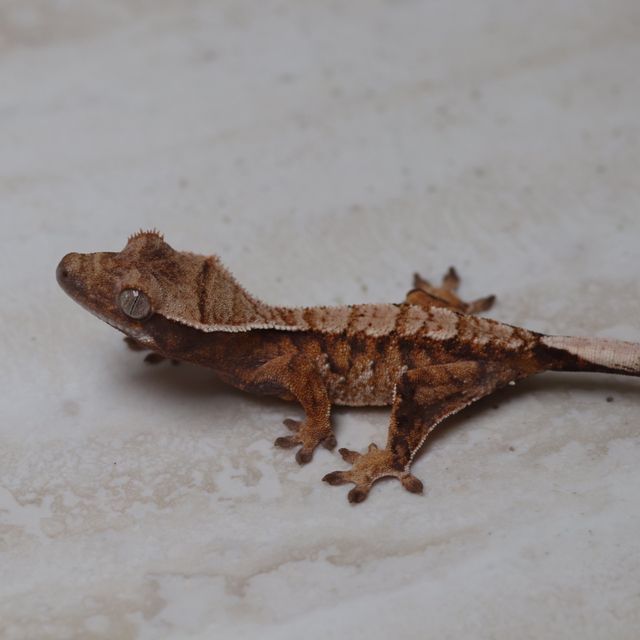 트라이