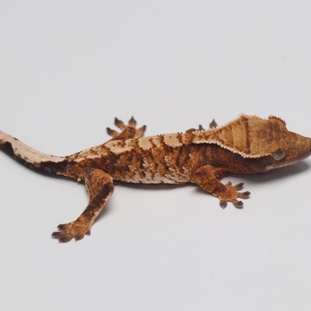 트라이 바브
