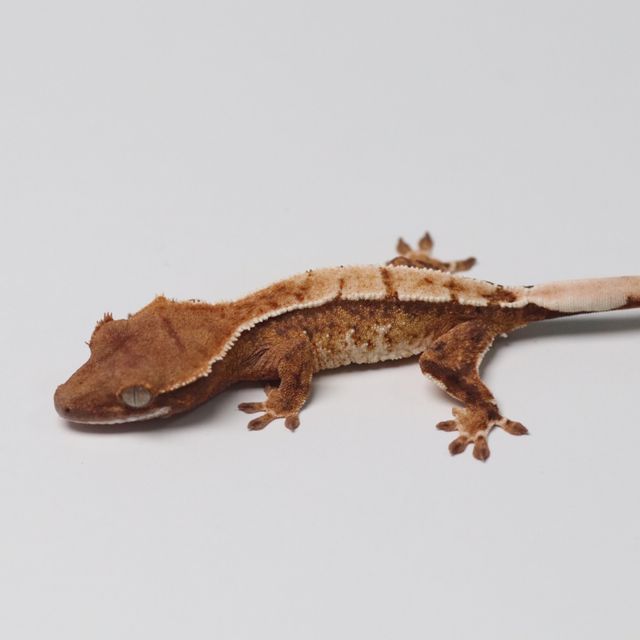트라이
