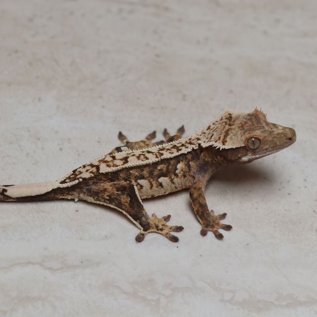 트라이