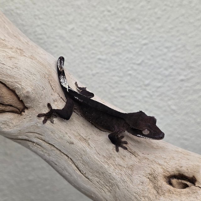 Charcoal Phantom Cappuccino