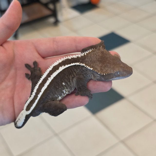 Super Stripe Axanthic