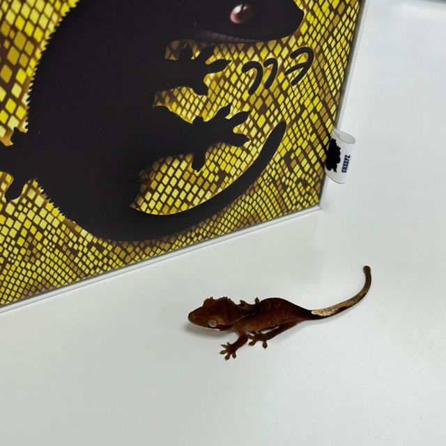 다크 블랙 챠콜