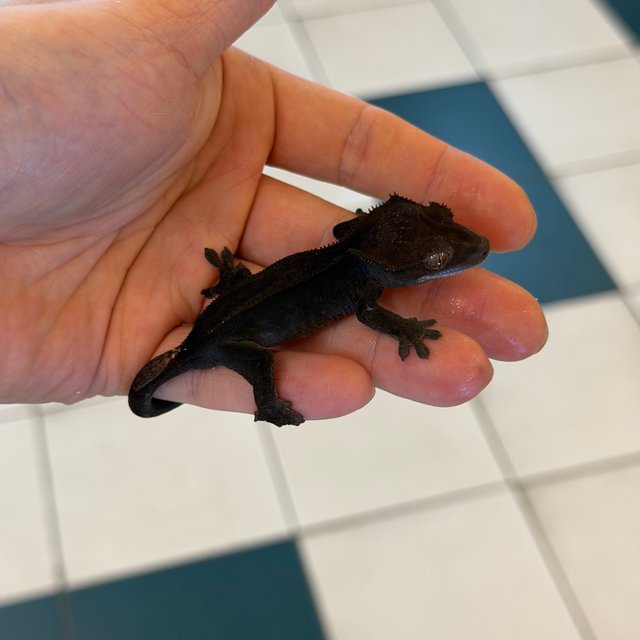 Phantom Super Stripe Charcoal Cappuccino