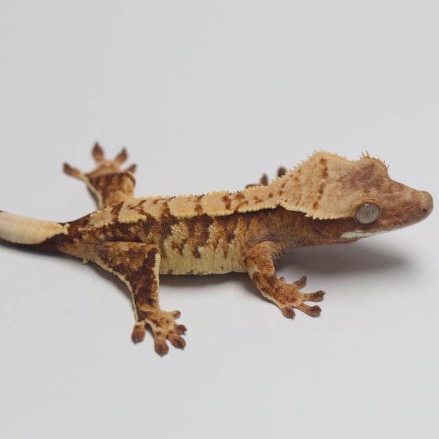 트라이