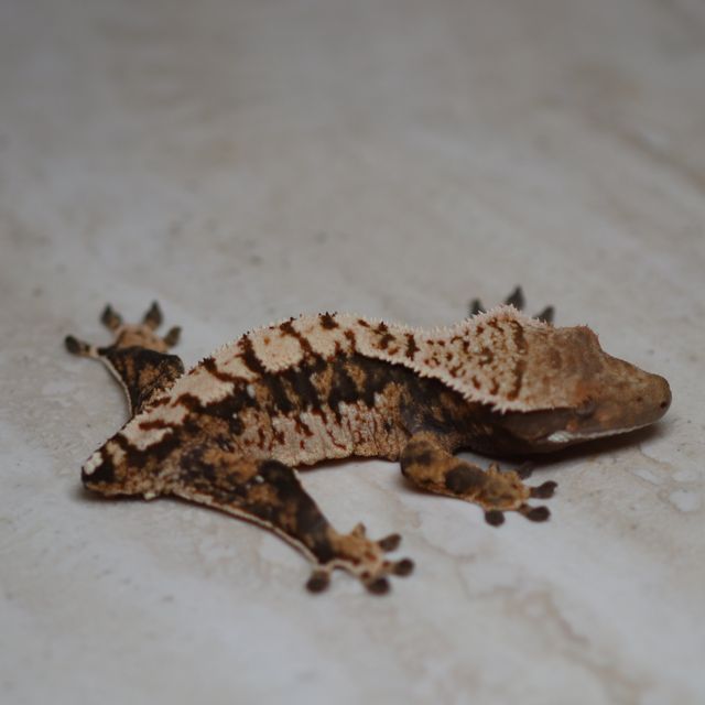 트라이