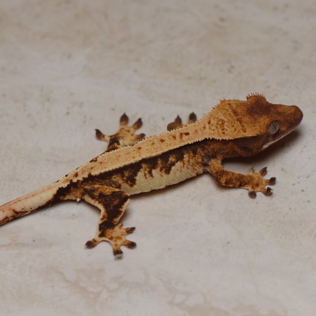 트라이