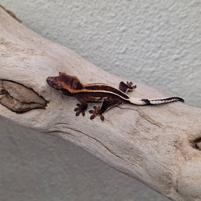 100% Het Axanthic Empty Back