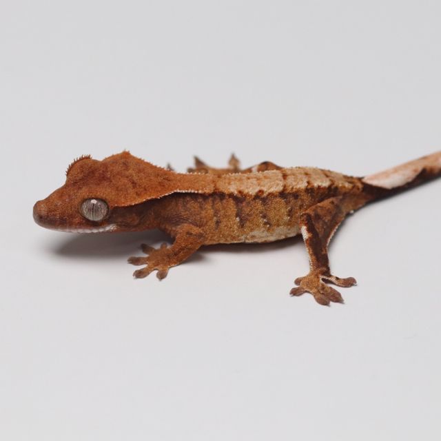 트라이