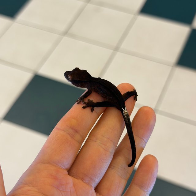 챠콜 슈퍼스트라이프 팬텀 카푸치노