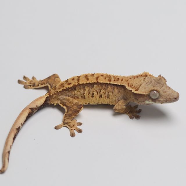 트라이