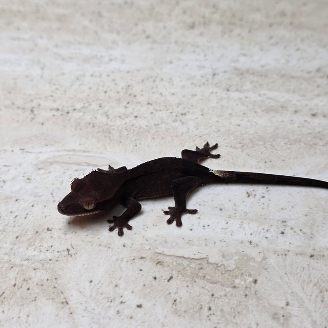 Charcoal Phantom Cappuccino