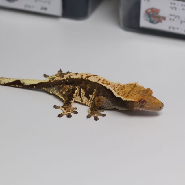 트라이 바브