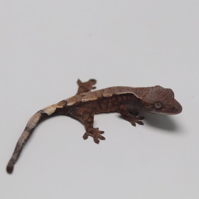 세이블