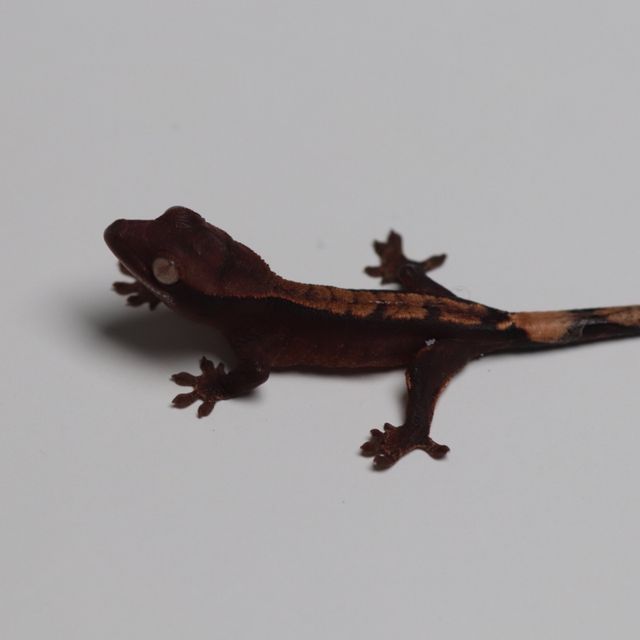 아잔틱 챠콜