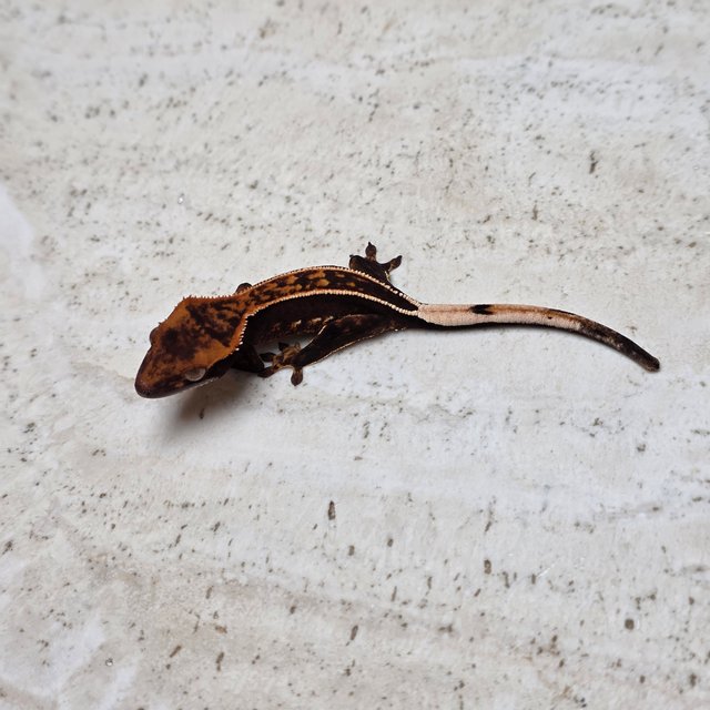 Empty Back 100% Het Axanthic