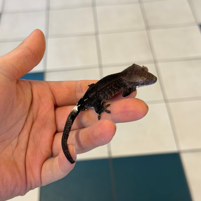 챠콜 팬텀 카푸치노 아잔틱