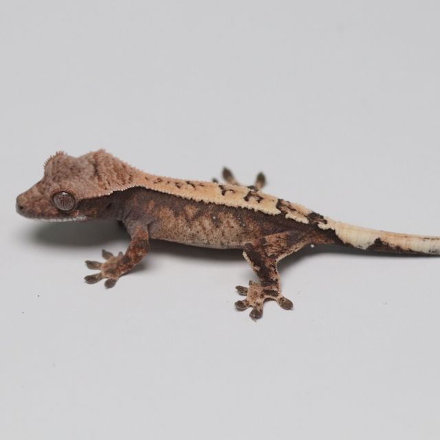 세이블