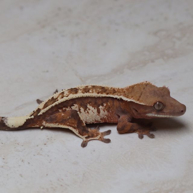 세이블