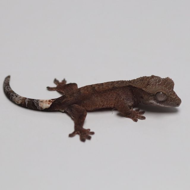 챠콜 다크 블랙