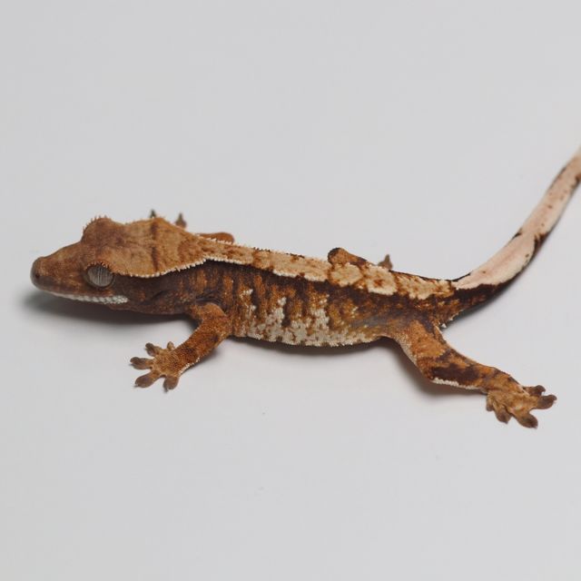 트라이 바브