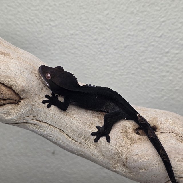 Charcoal Phantom Cappuccino
