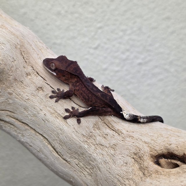 100% Het Axanthic Super Stripe Charcoal