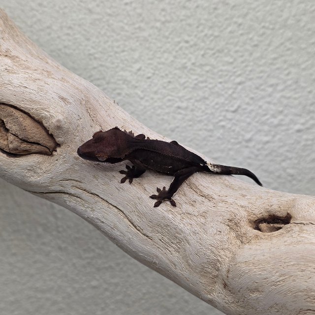 100% Het Axanthic Charcoal