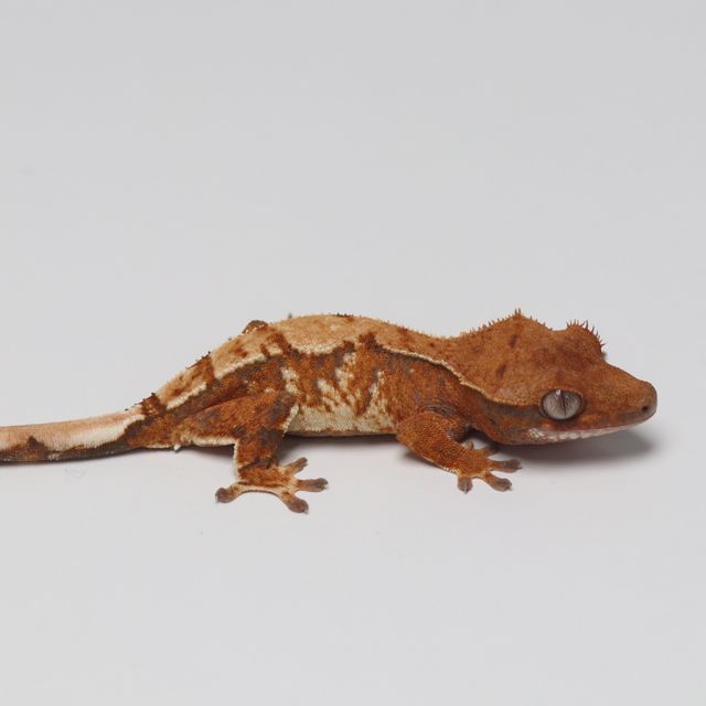 트라이