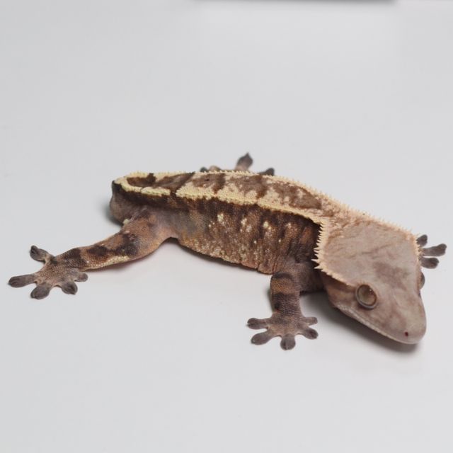 세이블