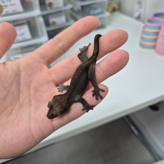 챠콜 팬텀 카푸치노