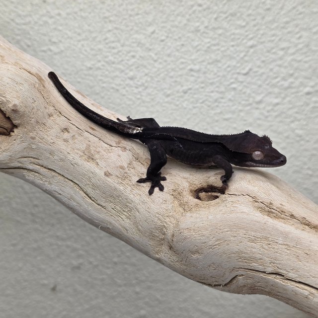 Charcoal Super Stripe Phantom Cappuccino