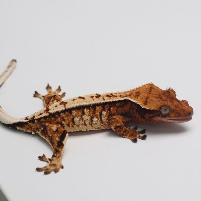 트라이