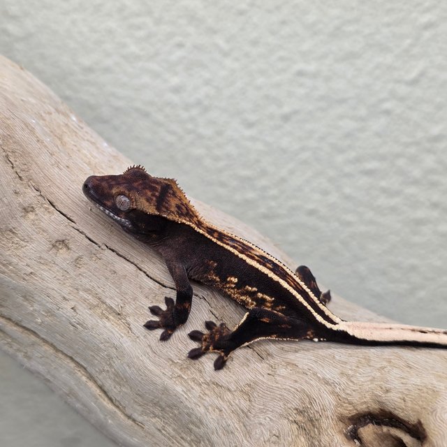 100% Het Axanthic Empty Back