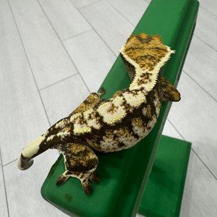 랑아