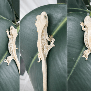 릴리화이트 솔리드백 풀핀 드리피